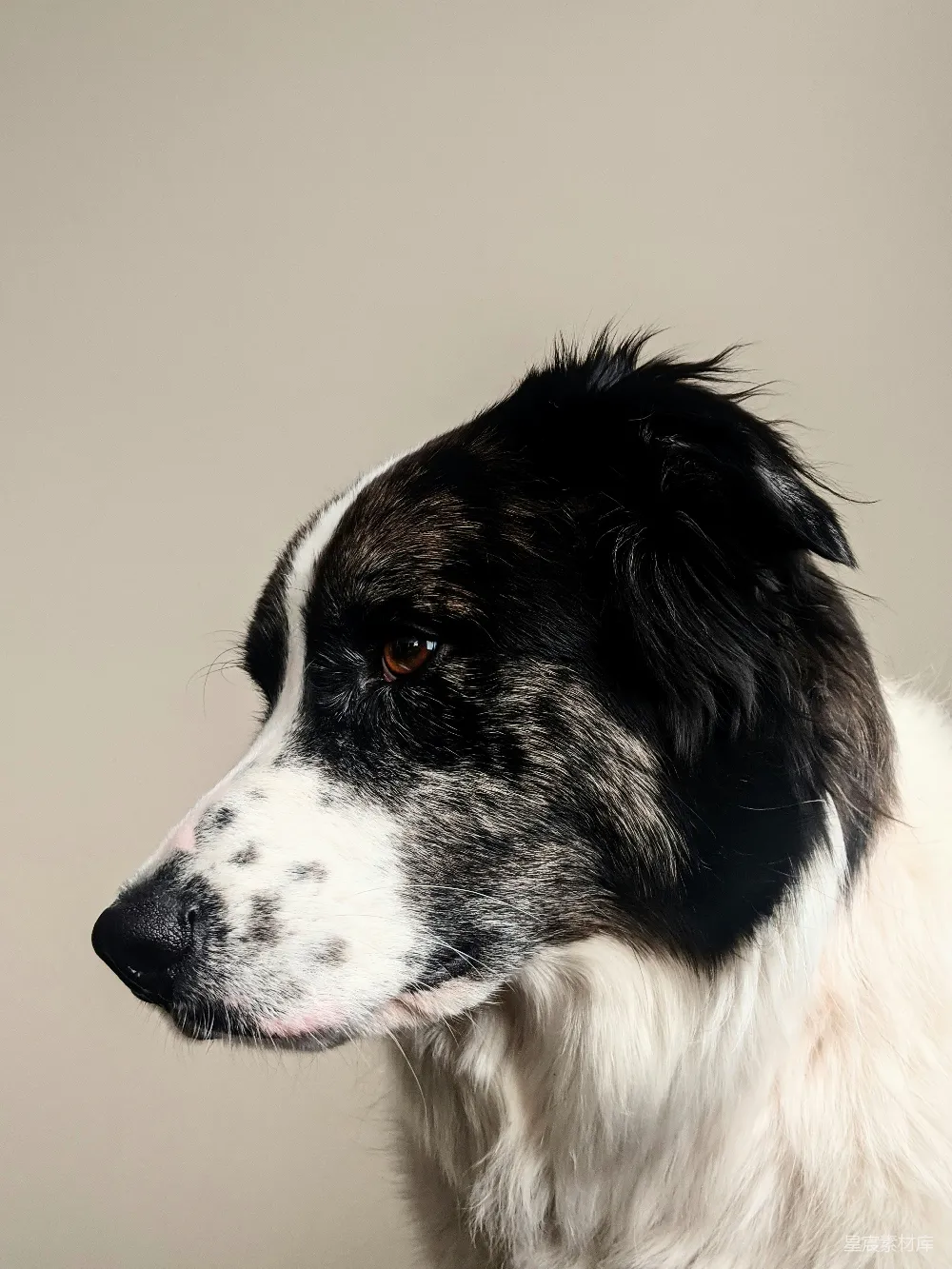 高清摄影  黑白边境牧羊犬