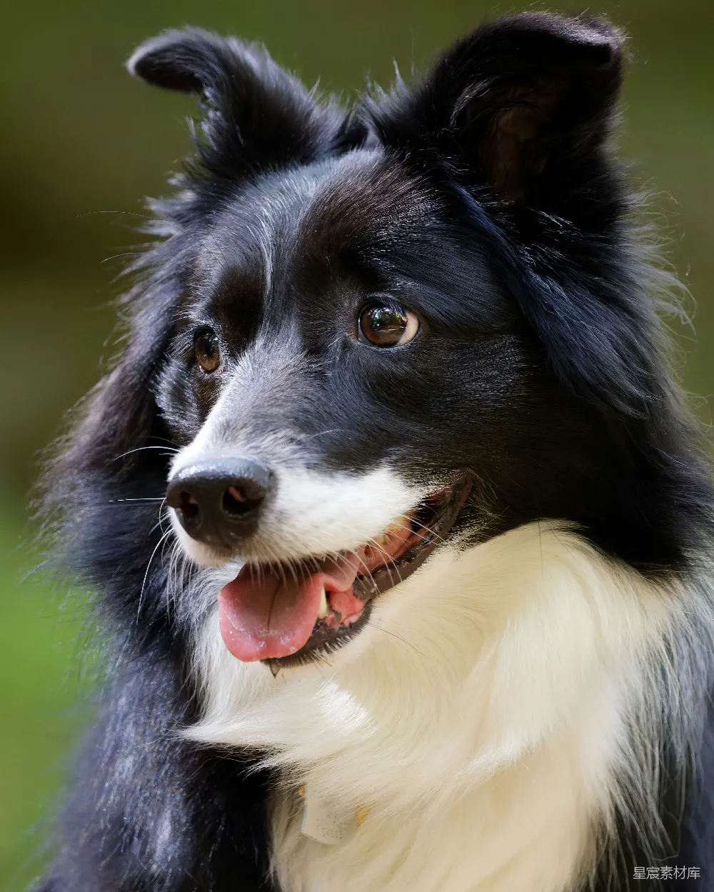 高清摄影  一张黑白相间的边境牧羊犬的特写照片。