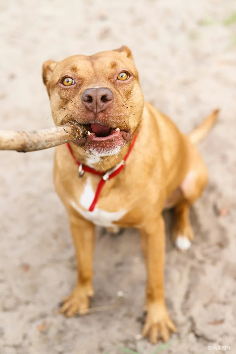高清摄影  棕白相间的美斗混血幼犬