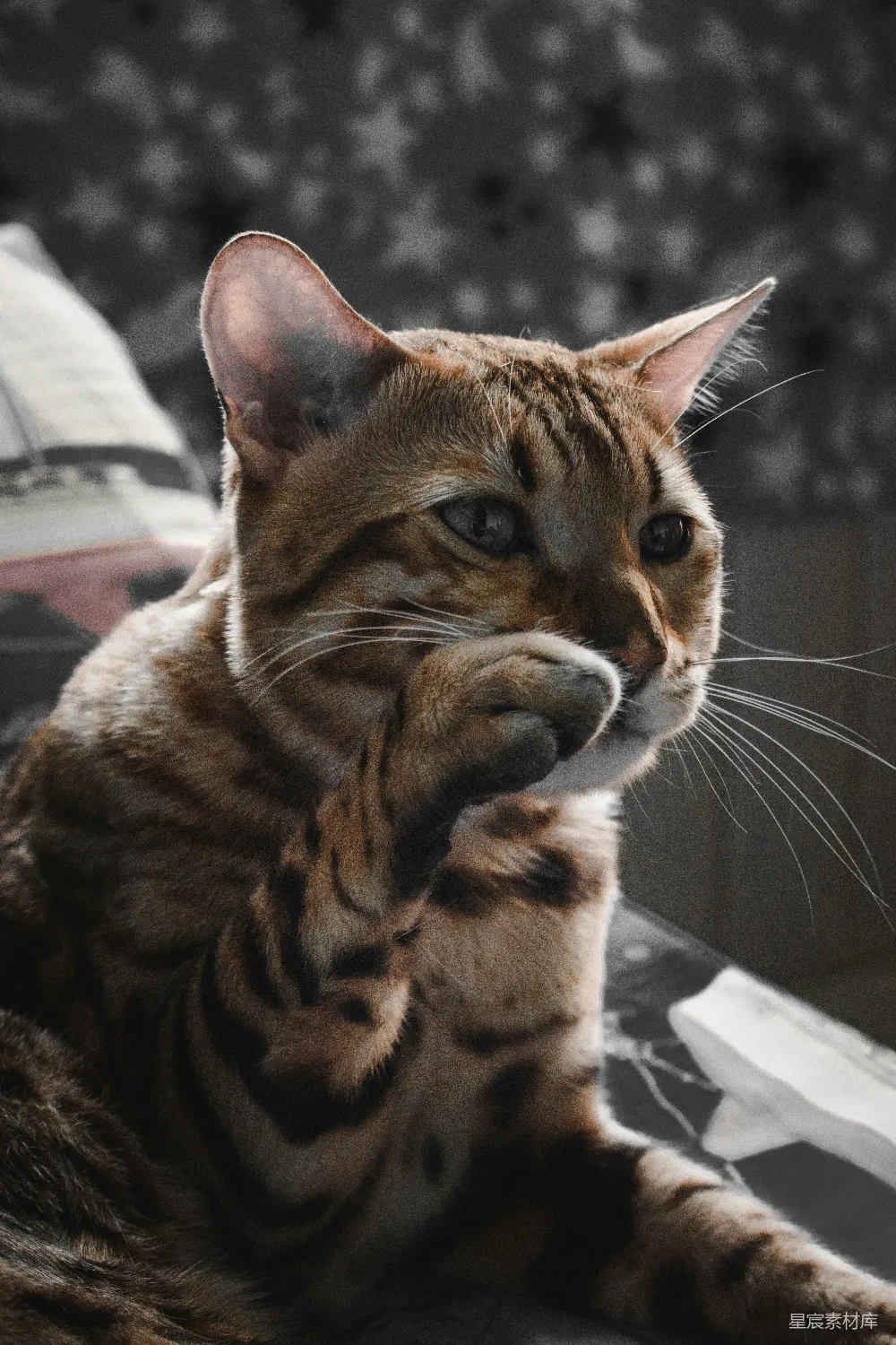 高清摄影  一只棕黑色的猫在白色织物上