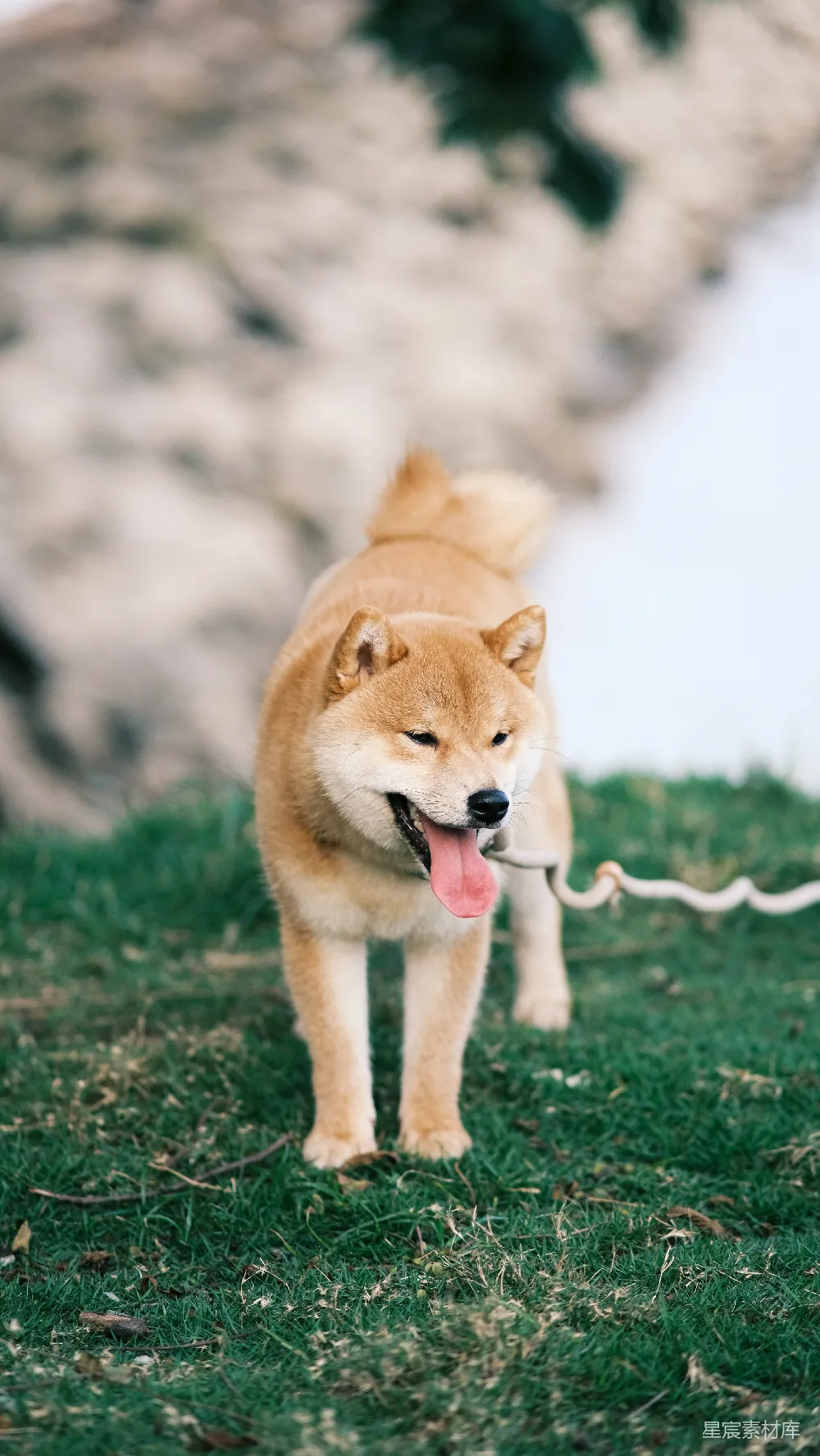 高清摄影  一条狗在草地上拉着缰绳。