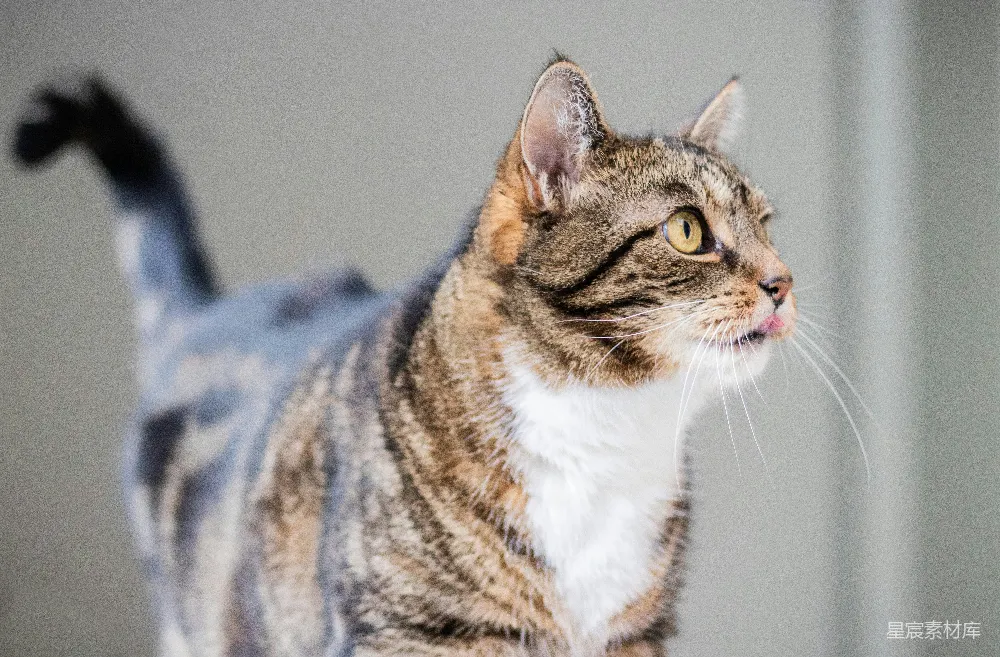 高清摄影  棕白相间的猫在蓝色织物上