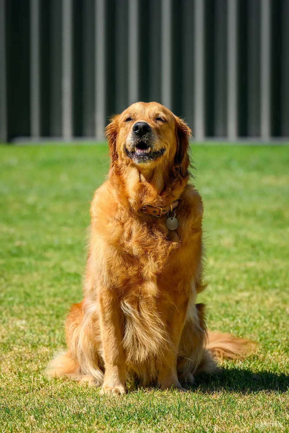 高清摄影  一只金毛寻回犬坐在草地上