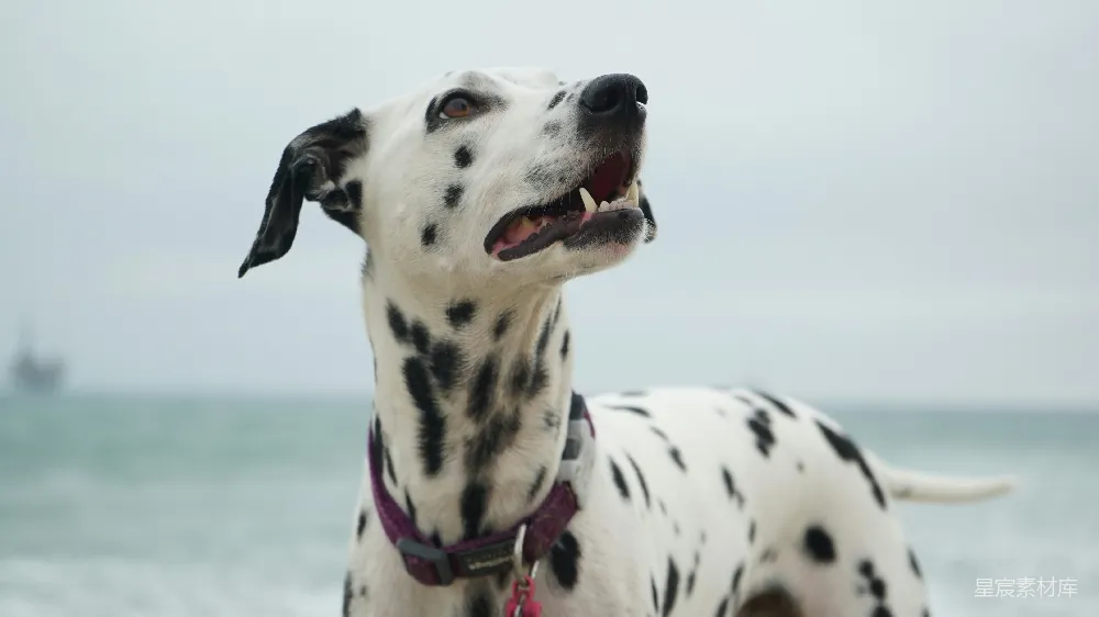 高清摄影  一只成年达尔马提亚犬正看向右侧。