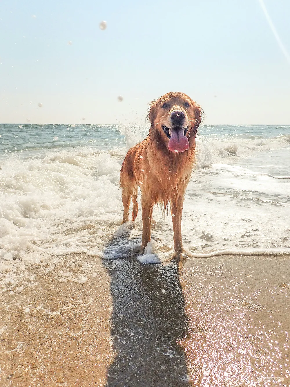 高清摄影  金毛寻回犬在白天的海滩岸边