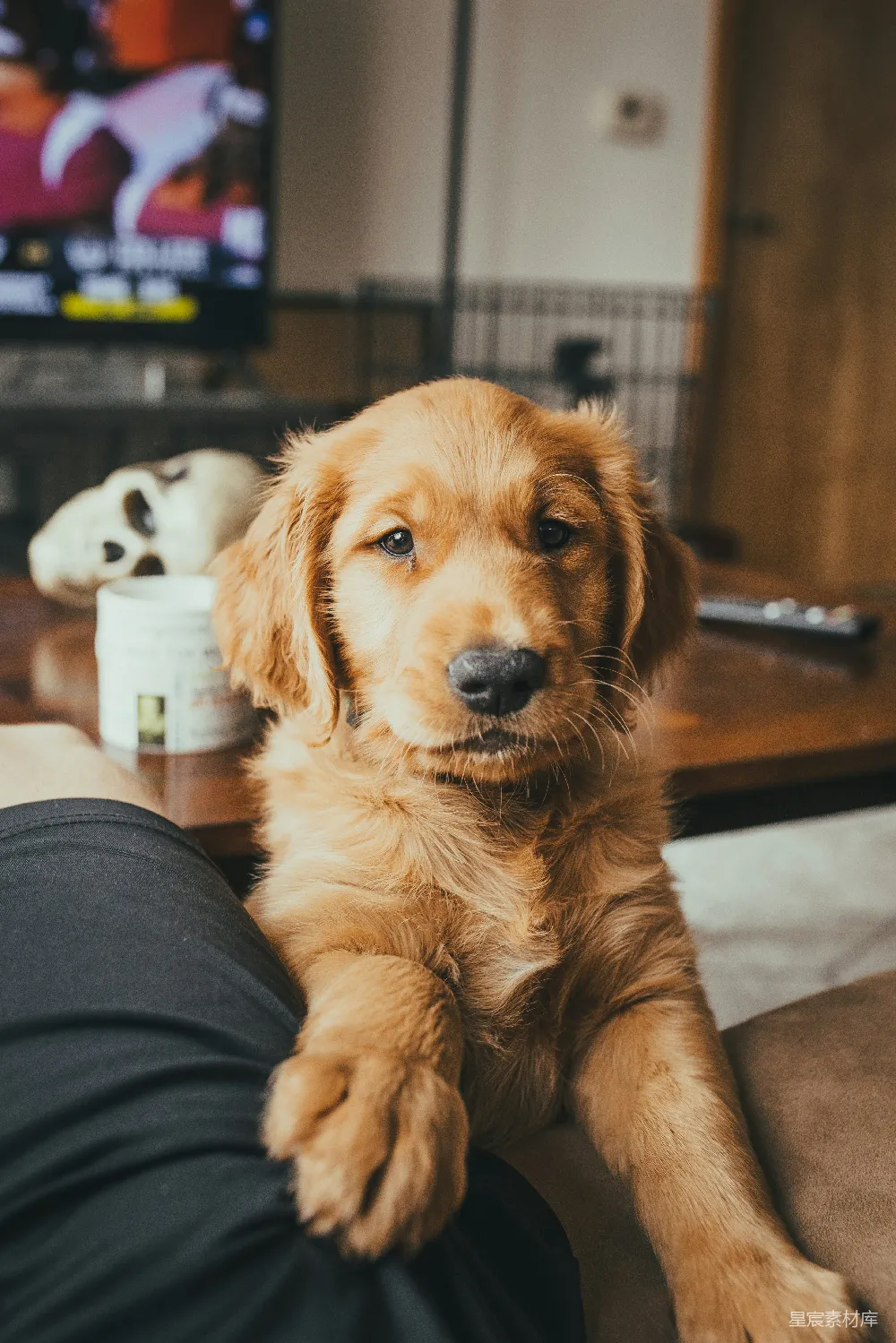 高清摄影  金毛猎犬幼犬趴在某人的腿上