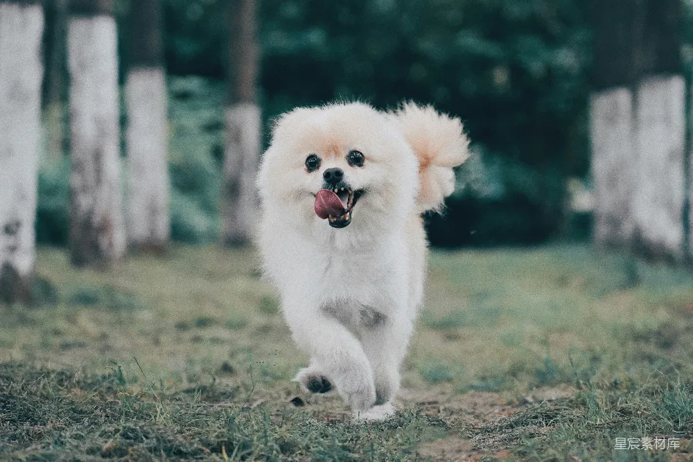高清摄影  白色波美拉尼亚犬在绿地上奔跑