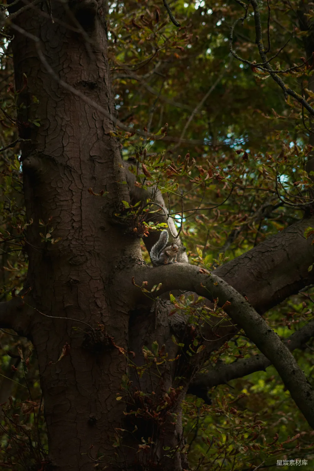 高清摄影 自然 一只鸟停在森林中的树枝上