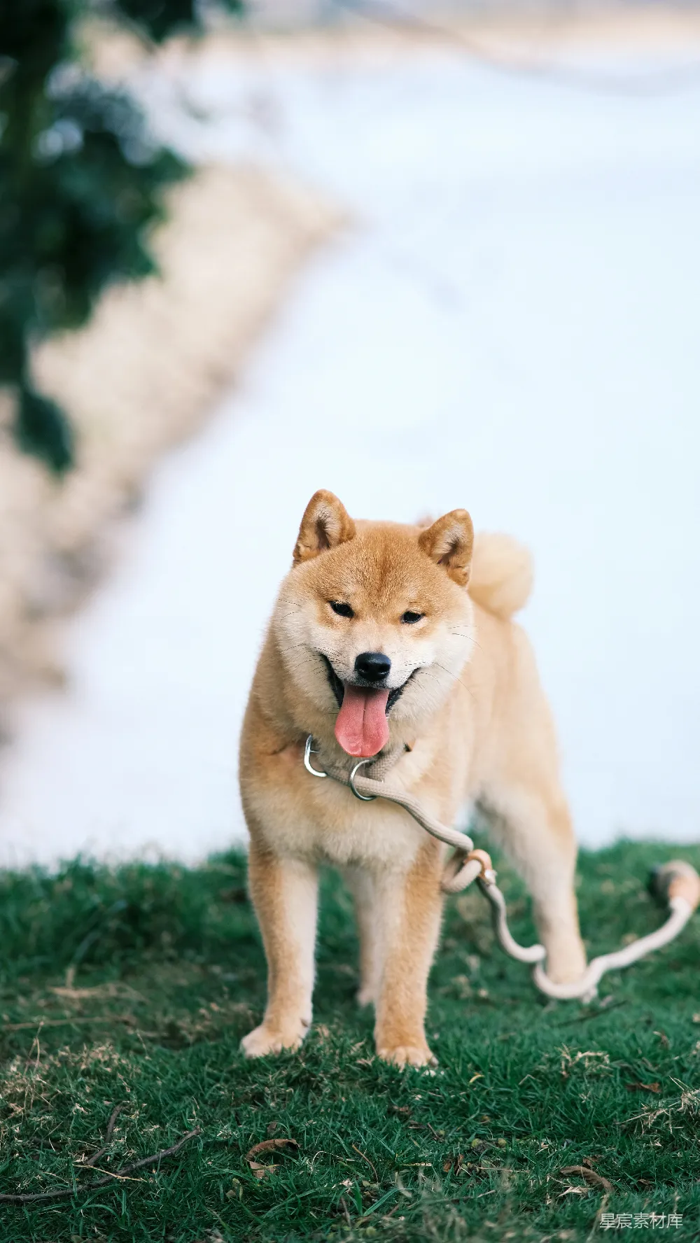 高清摄影  一条系着绳子的狗在草地上