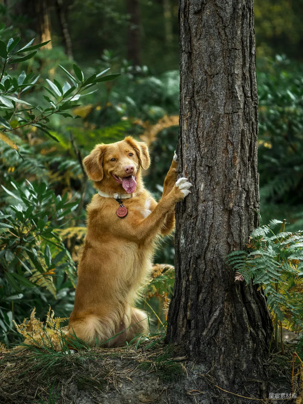 高清摄影  金毛猎犬躺在白天的绿色草地上，身旁是棕色的树干。