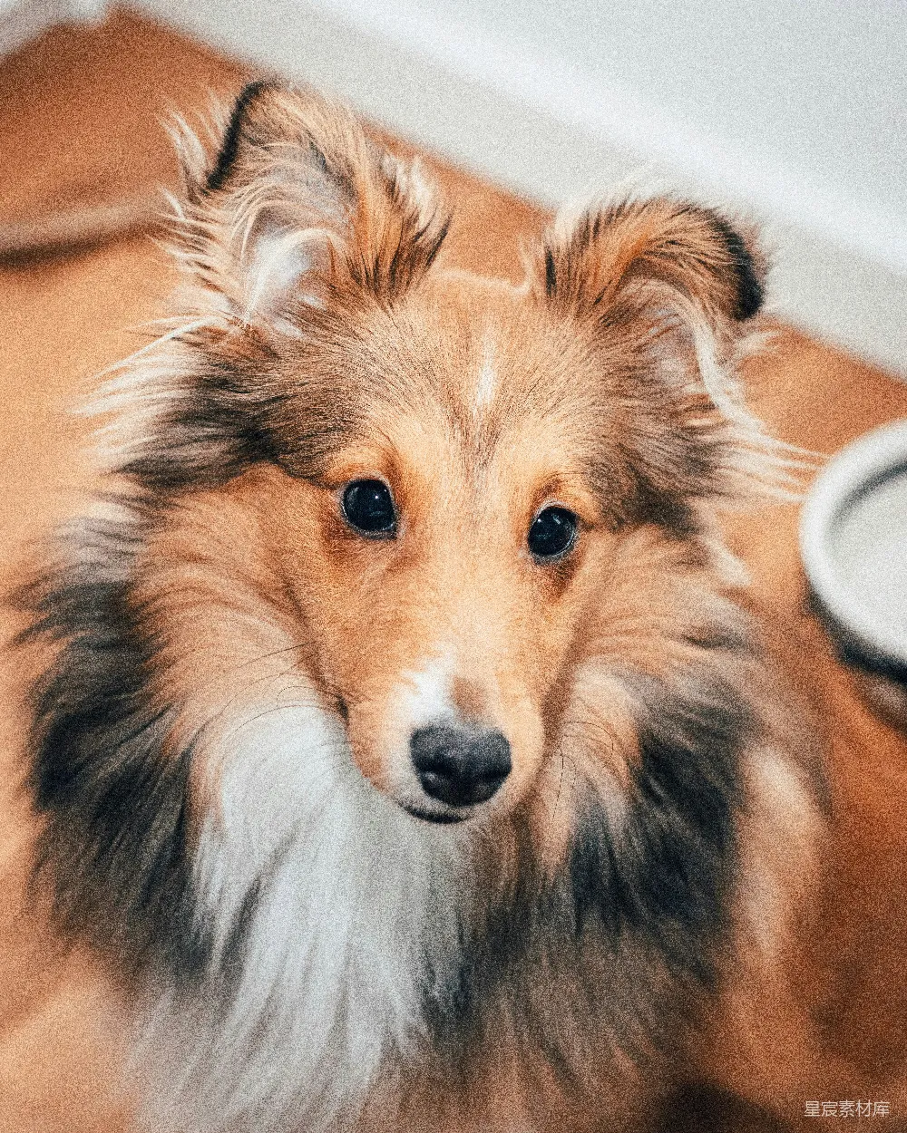 高清摄影  近距离摄影黑色和棕色粗糙柯利犬