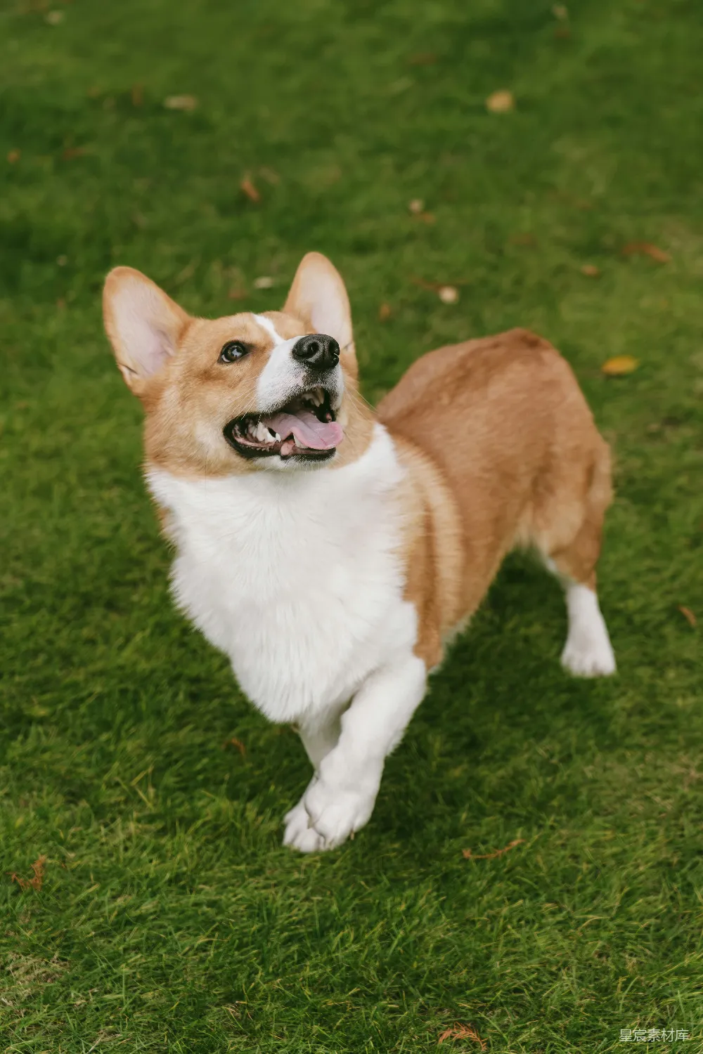 高清摄影  一只柯基犬站在户外的绿草上。