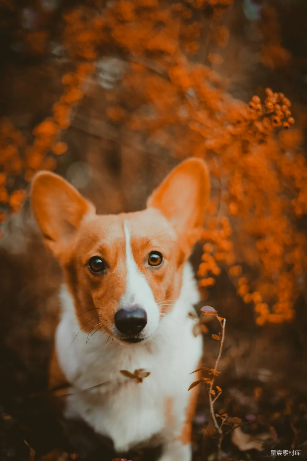 高清摄影  白色和棕色的柯基犬