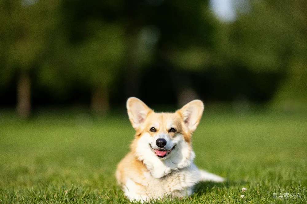 高清摄影  一只快乐的小猎犬在草地上微笑。