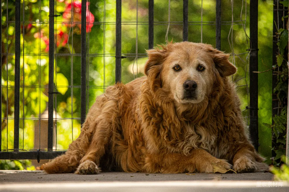 高清摄影  金毛猎犬幼犬躺在白色的桌子上