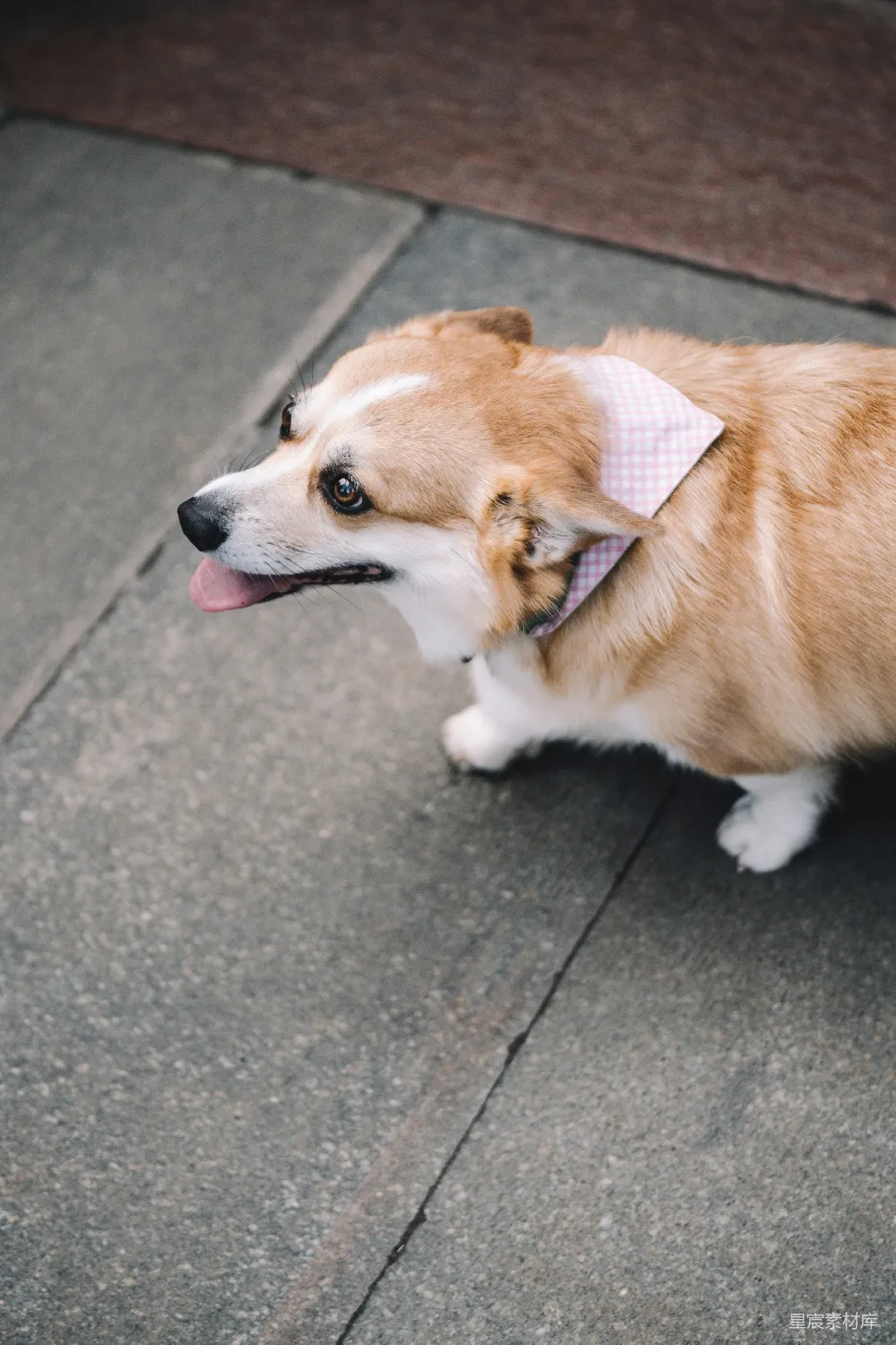 高清摄影  成年彭布罗克威尔士柯基犬
