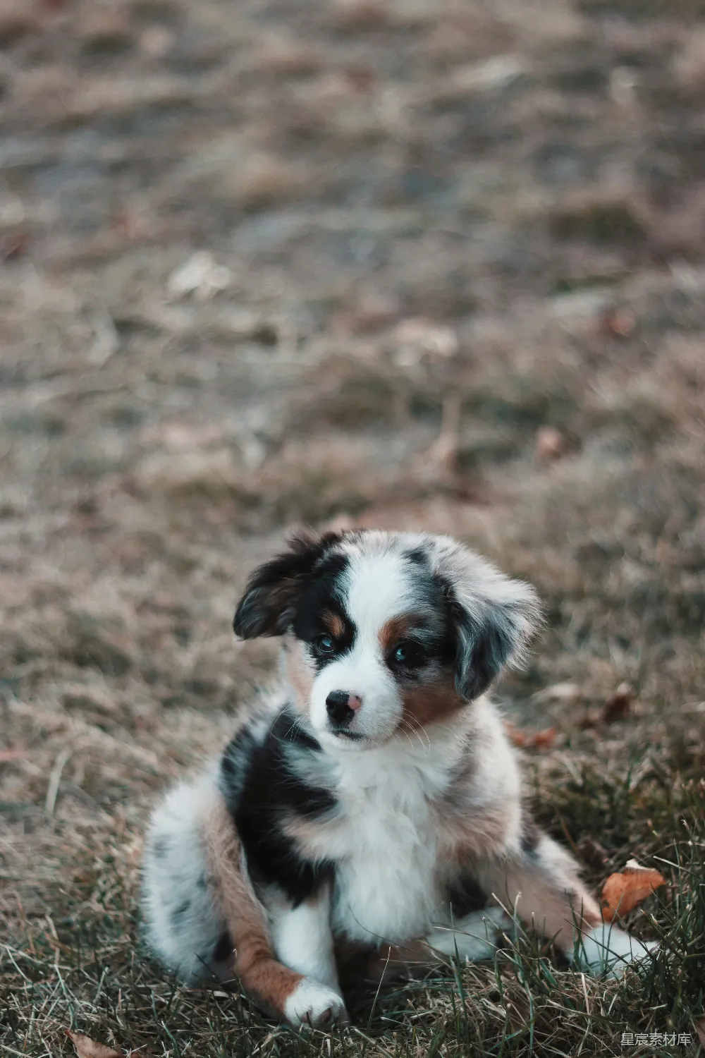 高清摄影 自然 蓝眼睛的澳大利亚牧羊犬幼崽在绿草地上拍摄的特写照片