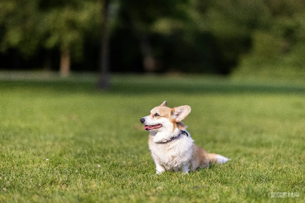 高清摄影  一只可爱的柯基犬开心地坐在绿草上。