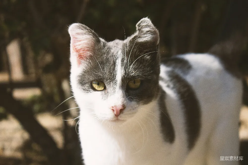 高清摄影 壁纸 一只灰白相间的猫站在一棵树前