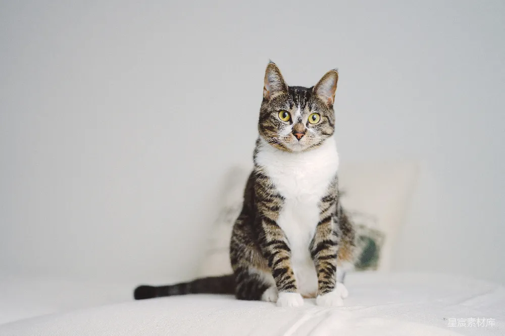 高清摄影  一只猫坐在床头枕边的床上。