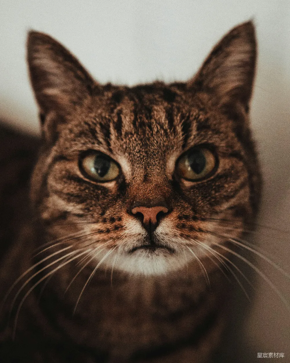 高清摄影  一只猫看着相机
