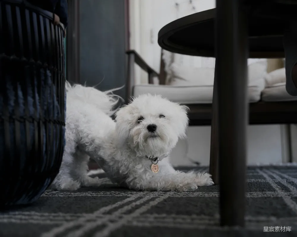 高清摄影  一只白色的小狗坐在桌子下面。