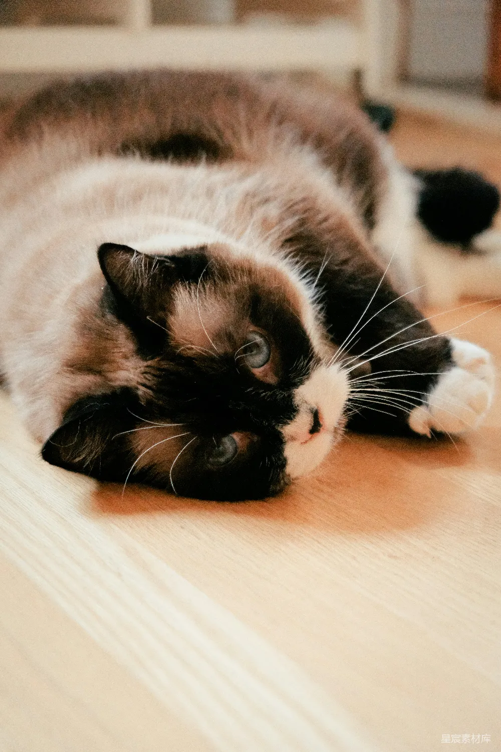高清摄影  一只毛茸茸的猫在木质地板上休息。