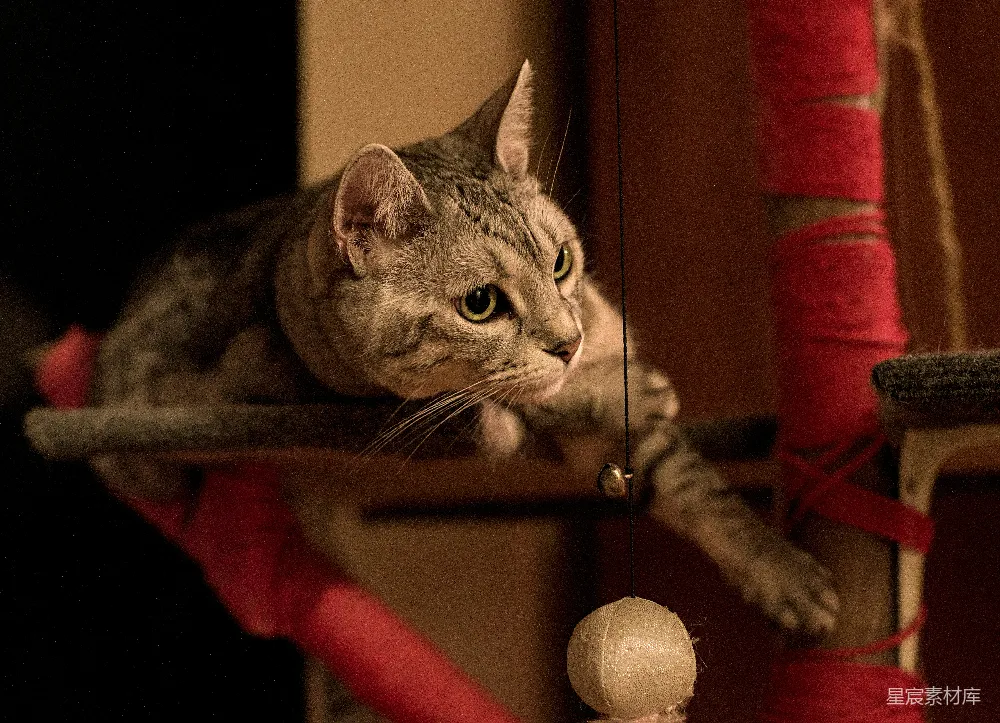 高清摄影  一只虎斑猫正专注地从一个红色的猫树上观看。