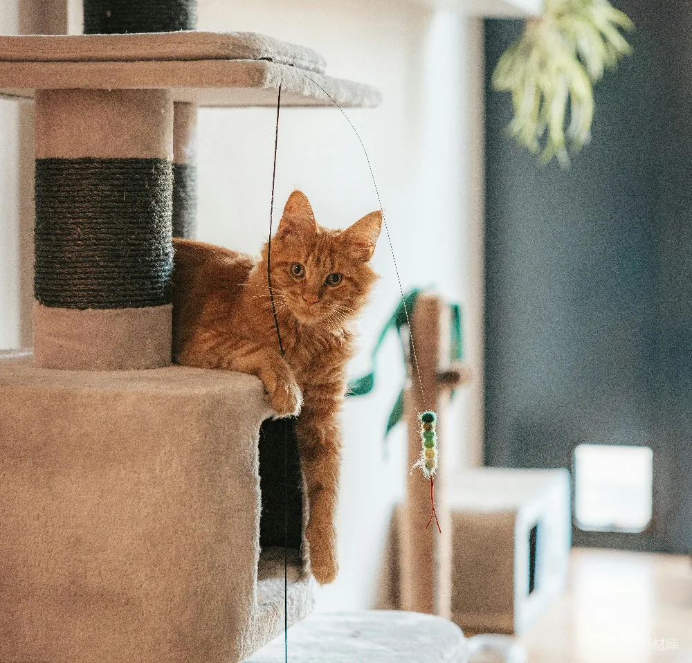 高清摄影  一只橙色的猫躺在多层猫爬架上休息。