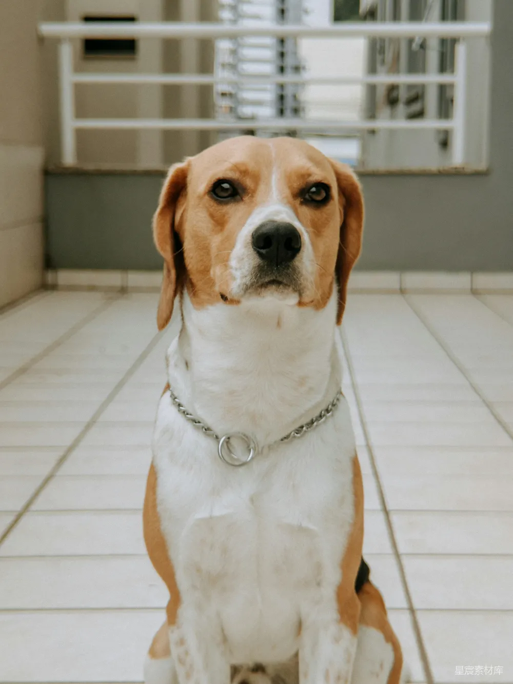 高清摄影  一只戴着银色项圈的比格犬正坐得端端正正。