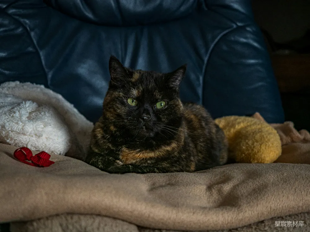 高清摄影  一只玳瑁猫趴在毯子上。