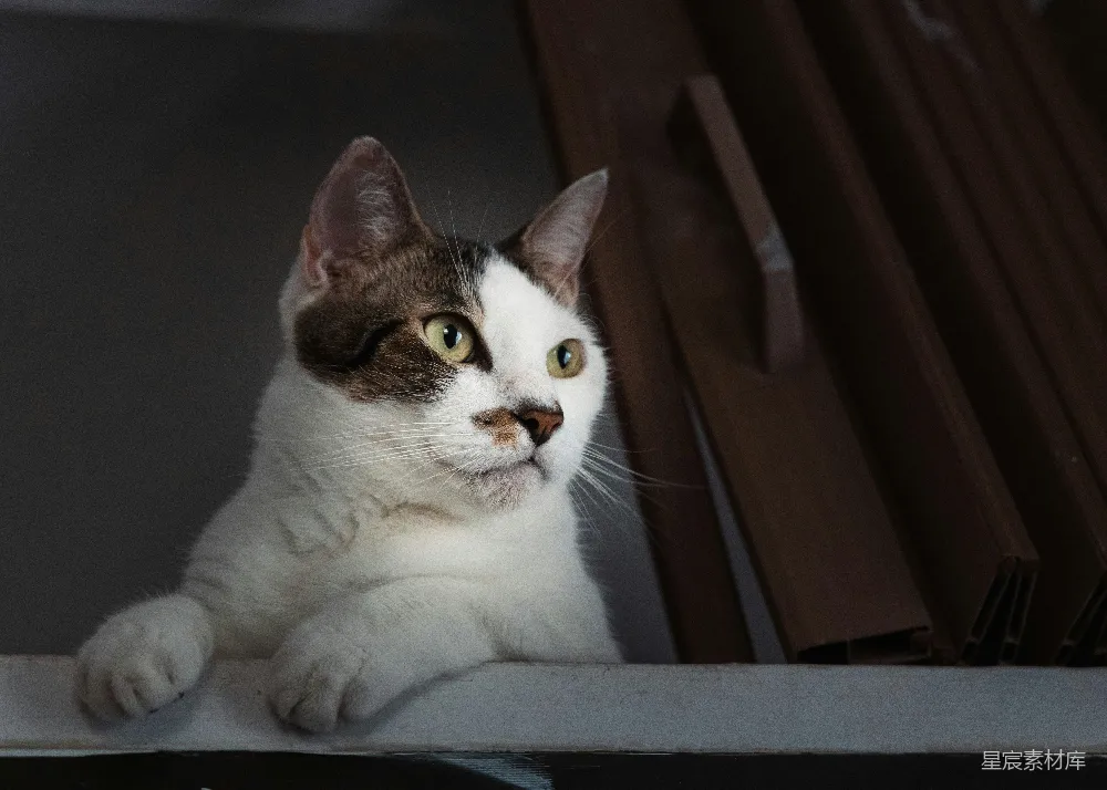 高清摄影  一只白棕相间的猫从架子上探出头来。