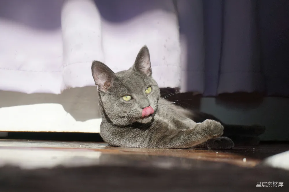 高清摄影  一只灰色的猫舔着它的鼻子，绿色的眼睛闪烁着。
