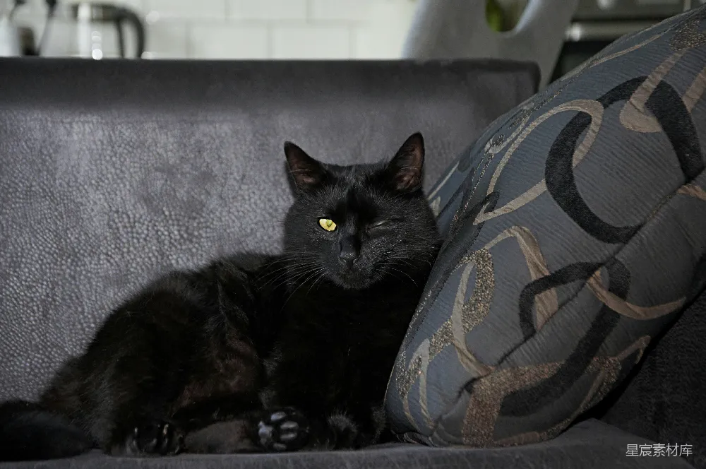 高清摄影  一只单眼的黑猫躺在沙发上。