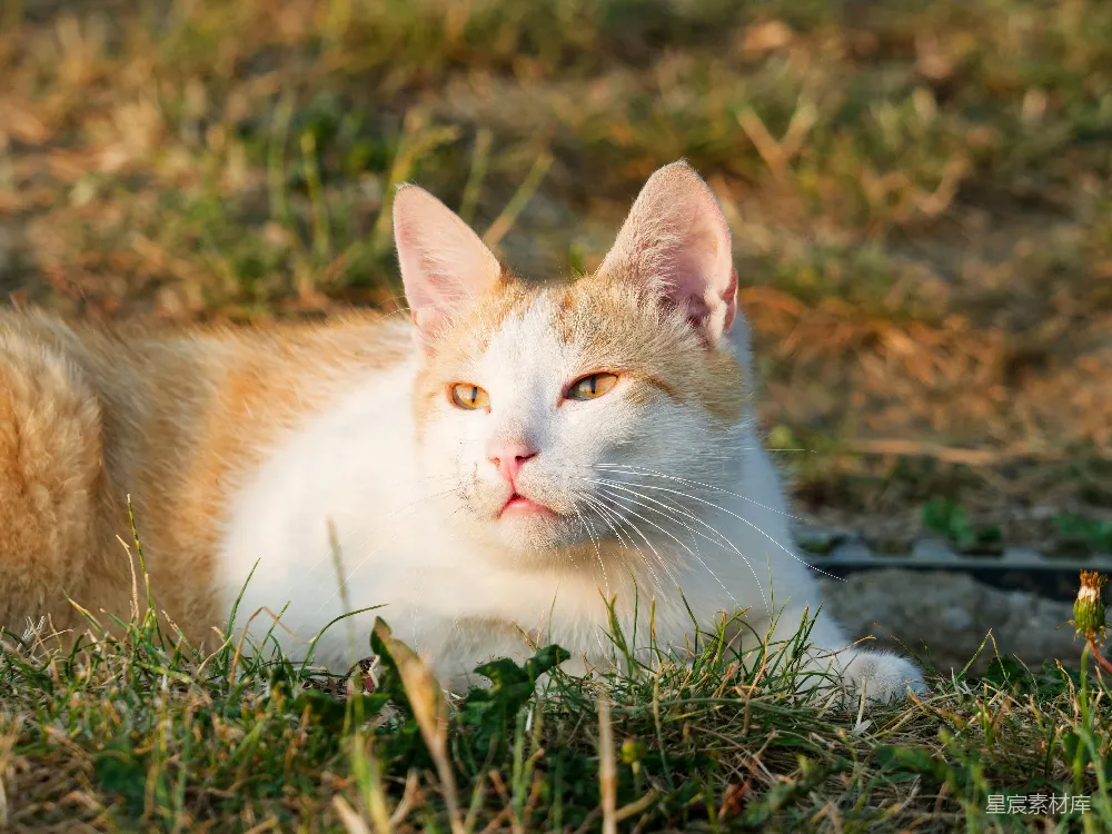 高清摄影  一只橙白相间的猫在阳光照耀的绿草地上休息。