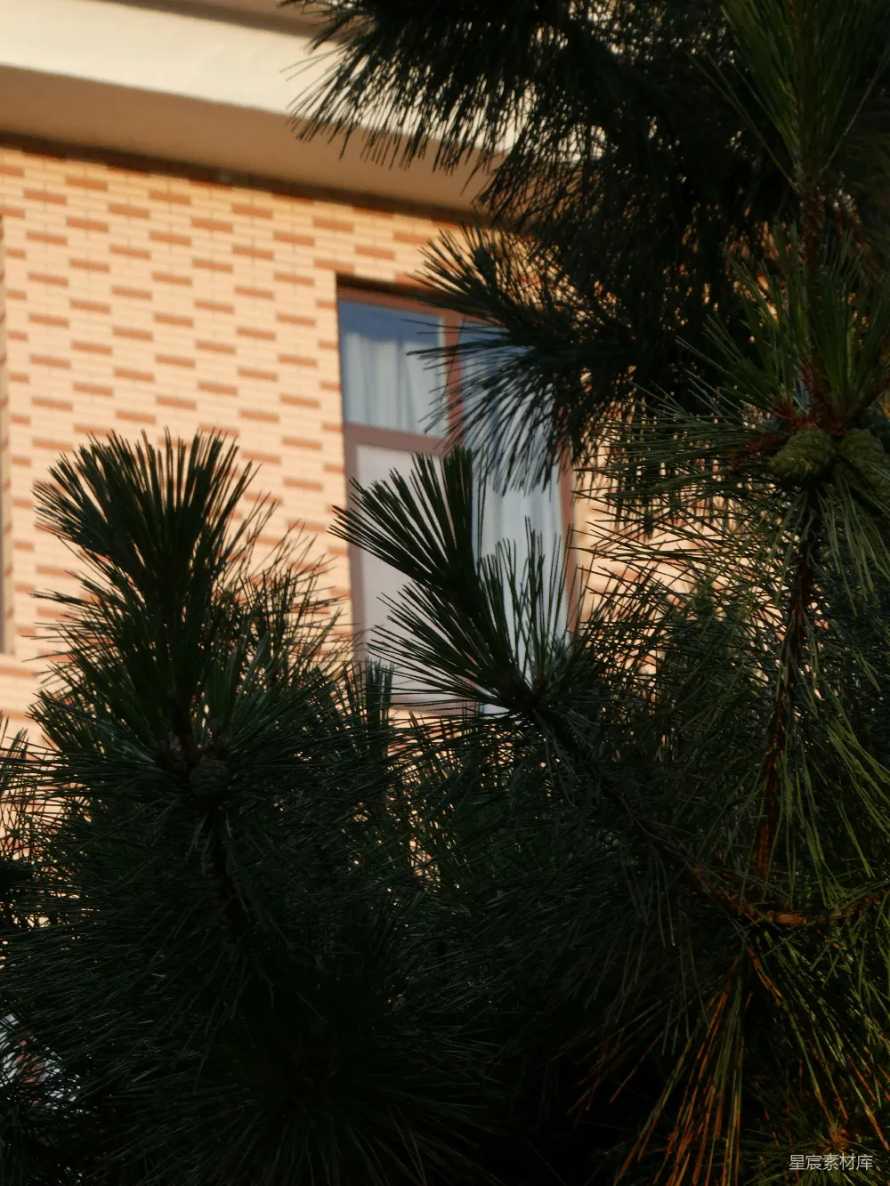 高清摄影  常青的树枝部分遮住了砖墙和窗户。