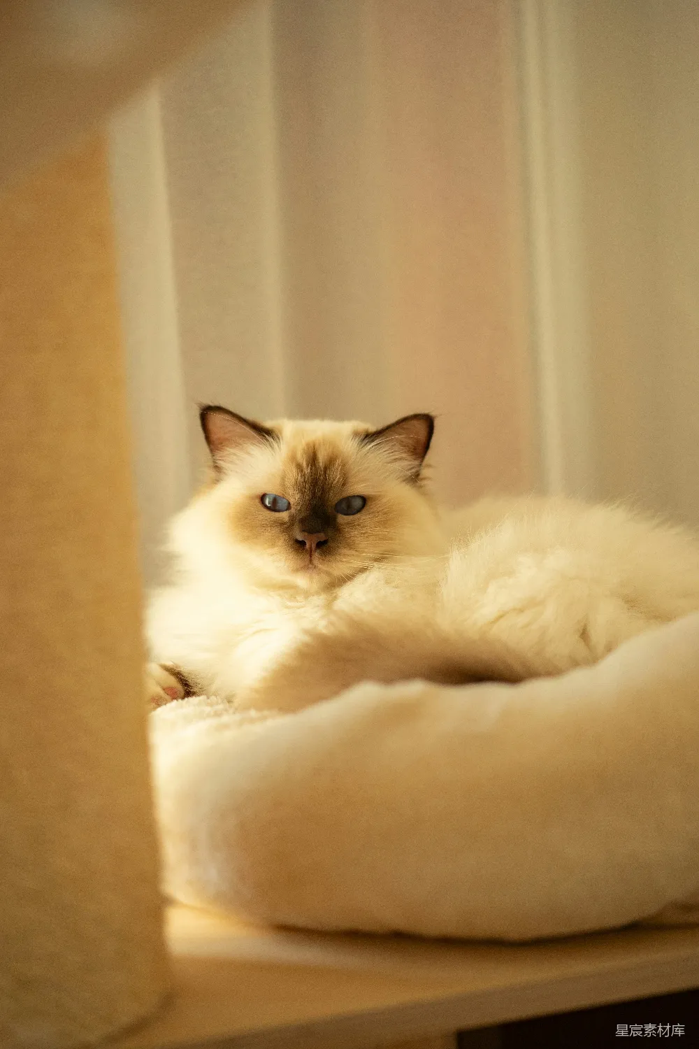 高清摄影  一只蓬松的猫咪正趴在柔软的床上。