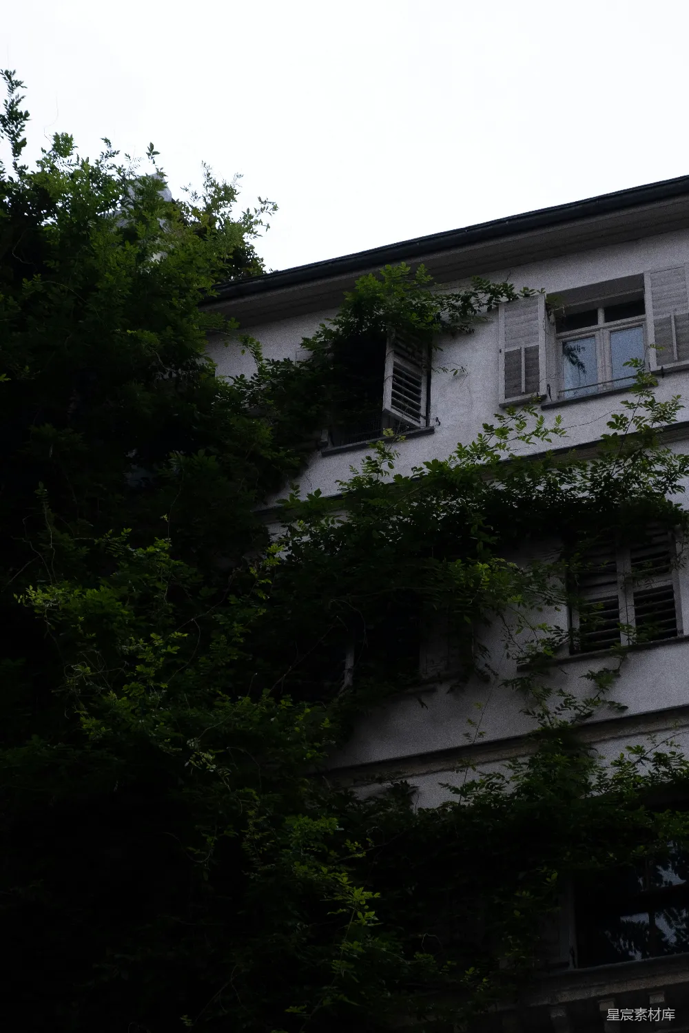 高清摄影 壁纸 旅行 白色建筑上覆盖着茂盛的绿藤