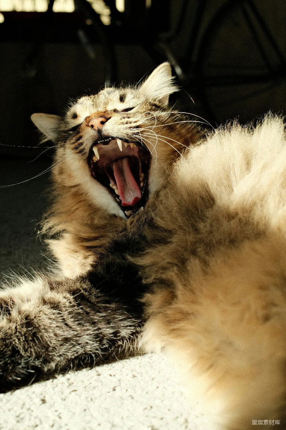 高清摄影  一只毛茸茸的猫张大了嘴打了个哈欠，露出尖锐的牙齿。