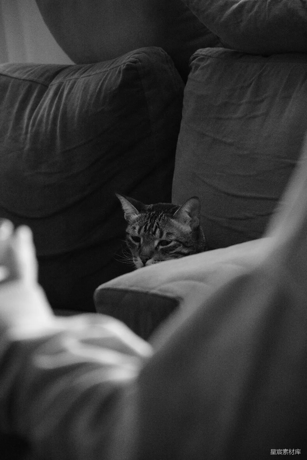 高清摄影  一只黑白相间的猫从沙发后面探出头来。