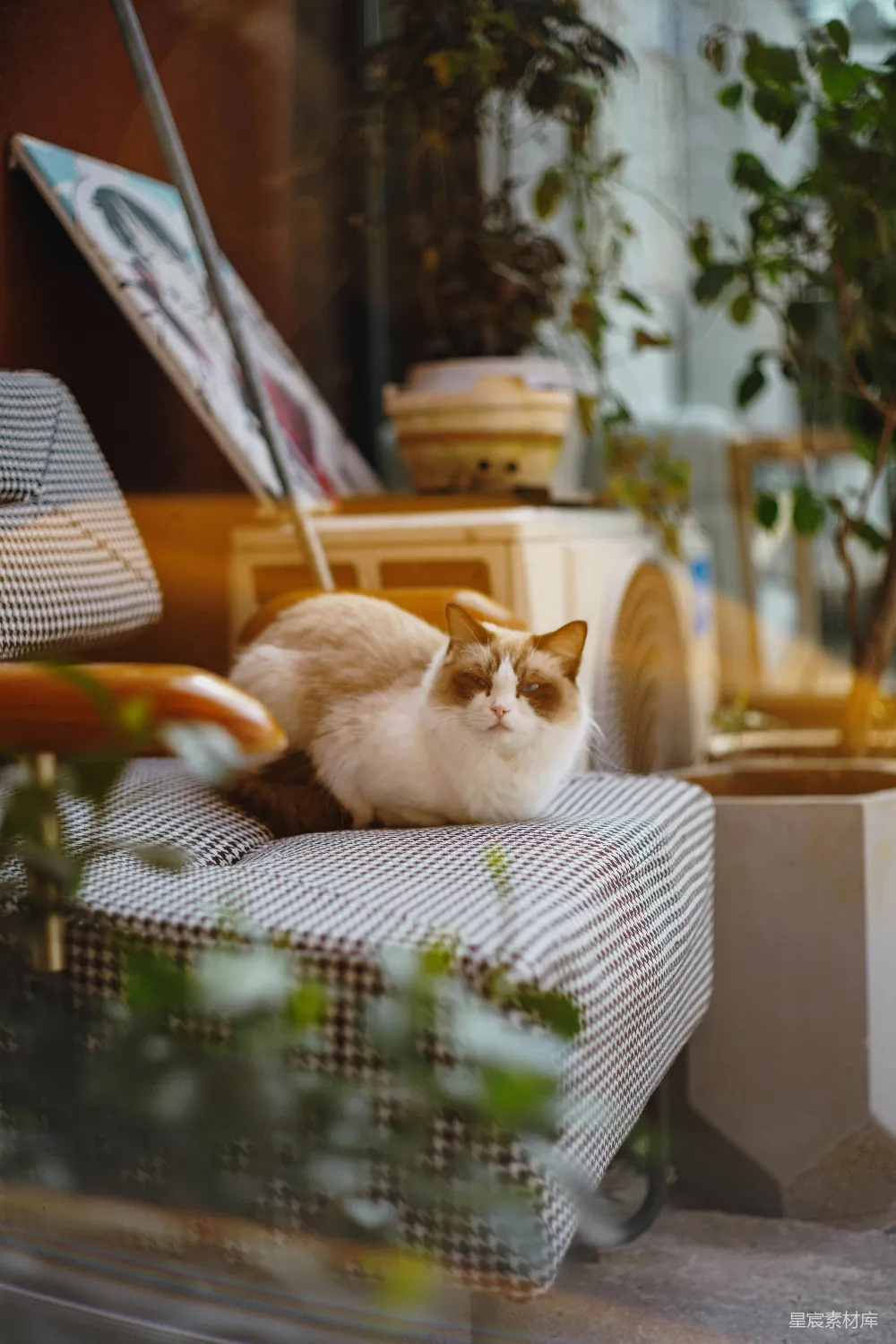 高清摄影  一只毛茸茸的猫趴在条纹椅上。