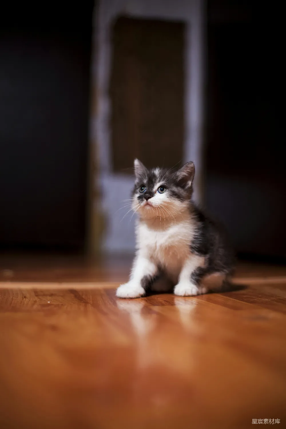 高清摄影  一只小猫坐在闪闪发光的木地板上。