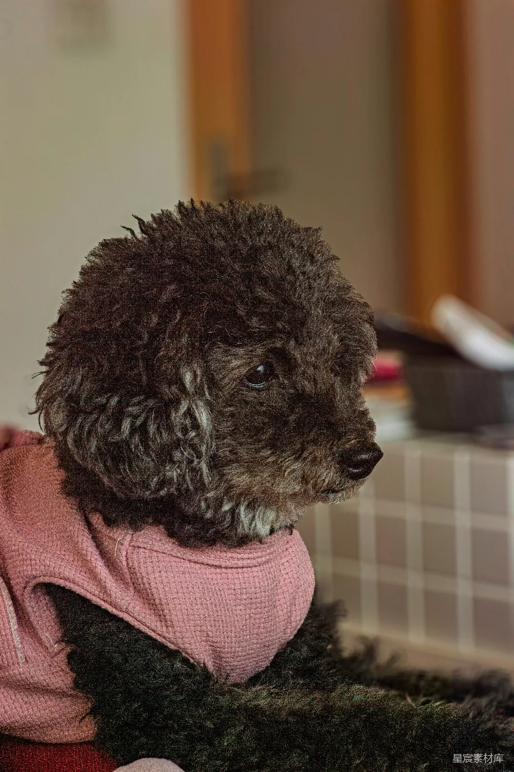 高清摄影  一只穿着粉色衬衫的小博美犬。
