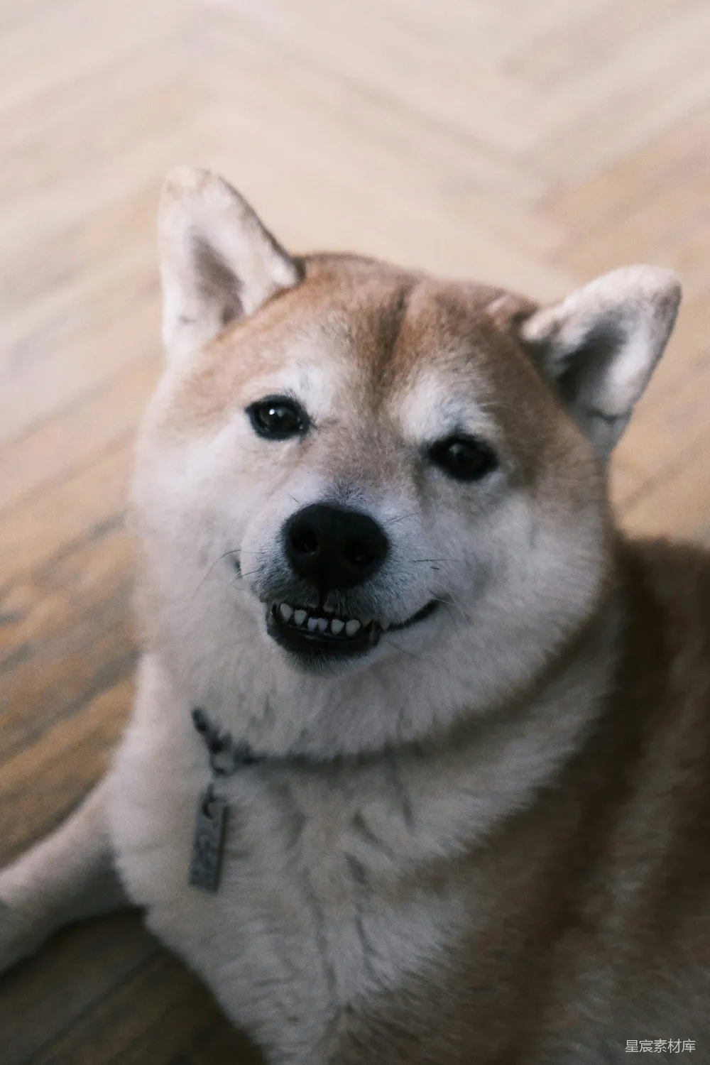 高清摄影  一只柴犬在室内对着镜头微笑。