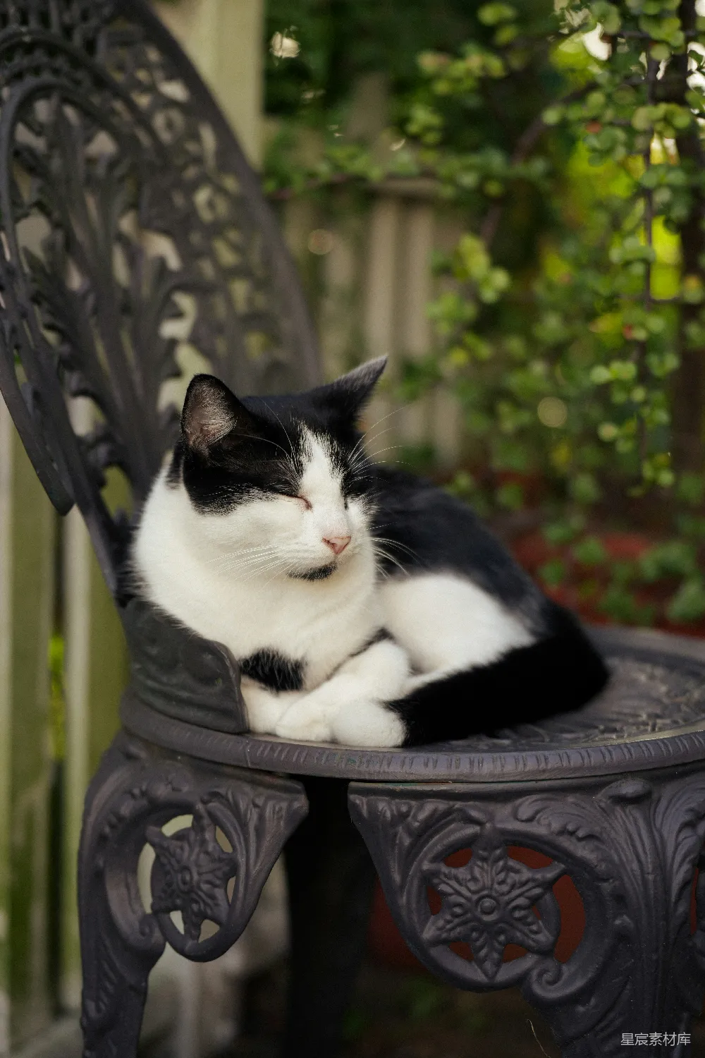 高清摄影  一只黑白相间的猫正坐在椅子上休息。