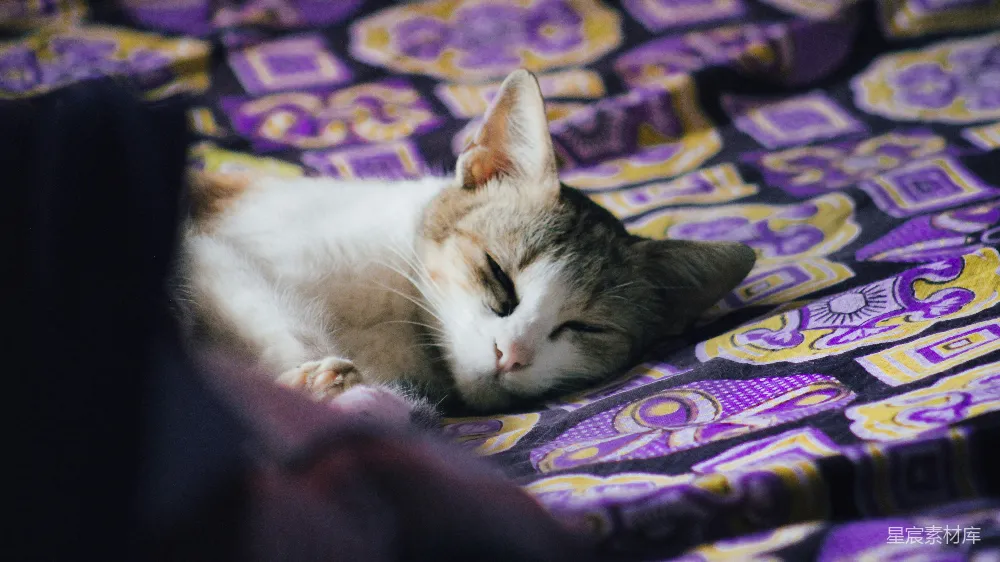 高清摄影  一只花猫在有图案的毯子上睡觉。