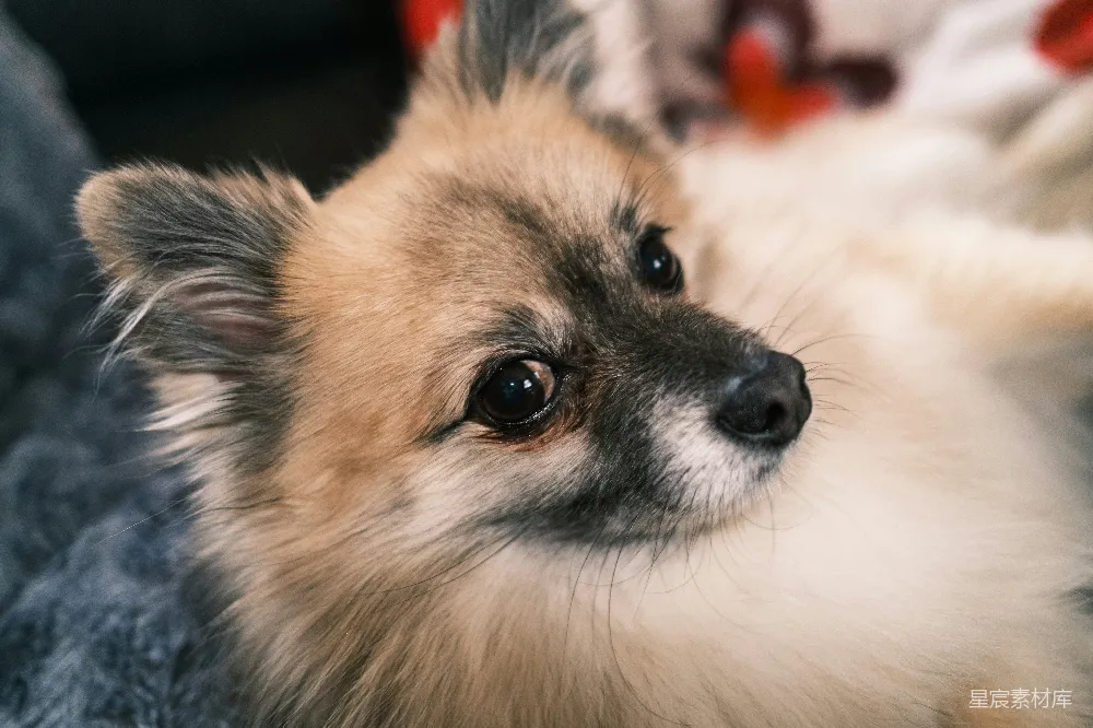 高清摄影  一只毛茸茸的博美犬，眼睛表情丰富。