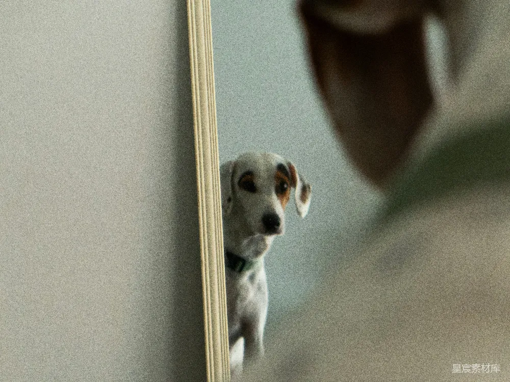 高清摄影  达尔马提亚犬看着镜子中的自己。