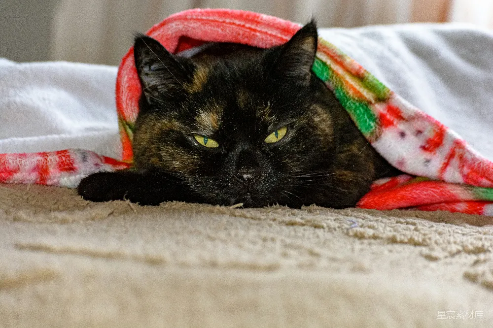 高清摄影  一只玳瑁色的猫被裹在一条五颜六色的毯子里。