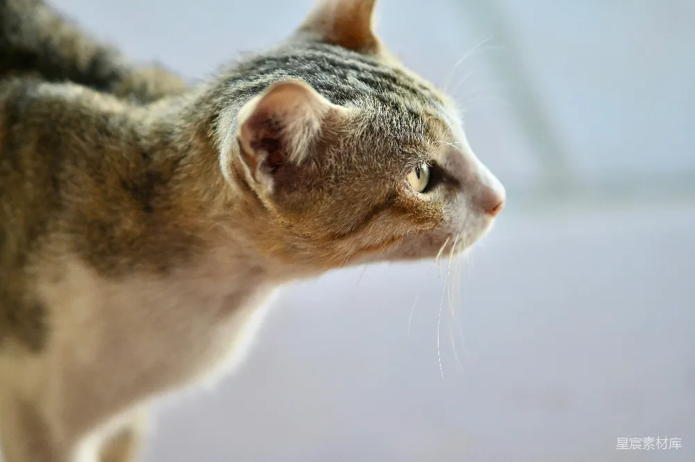 高清摄影  一只虎斑猫正看向一侧。